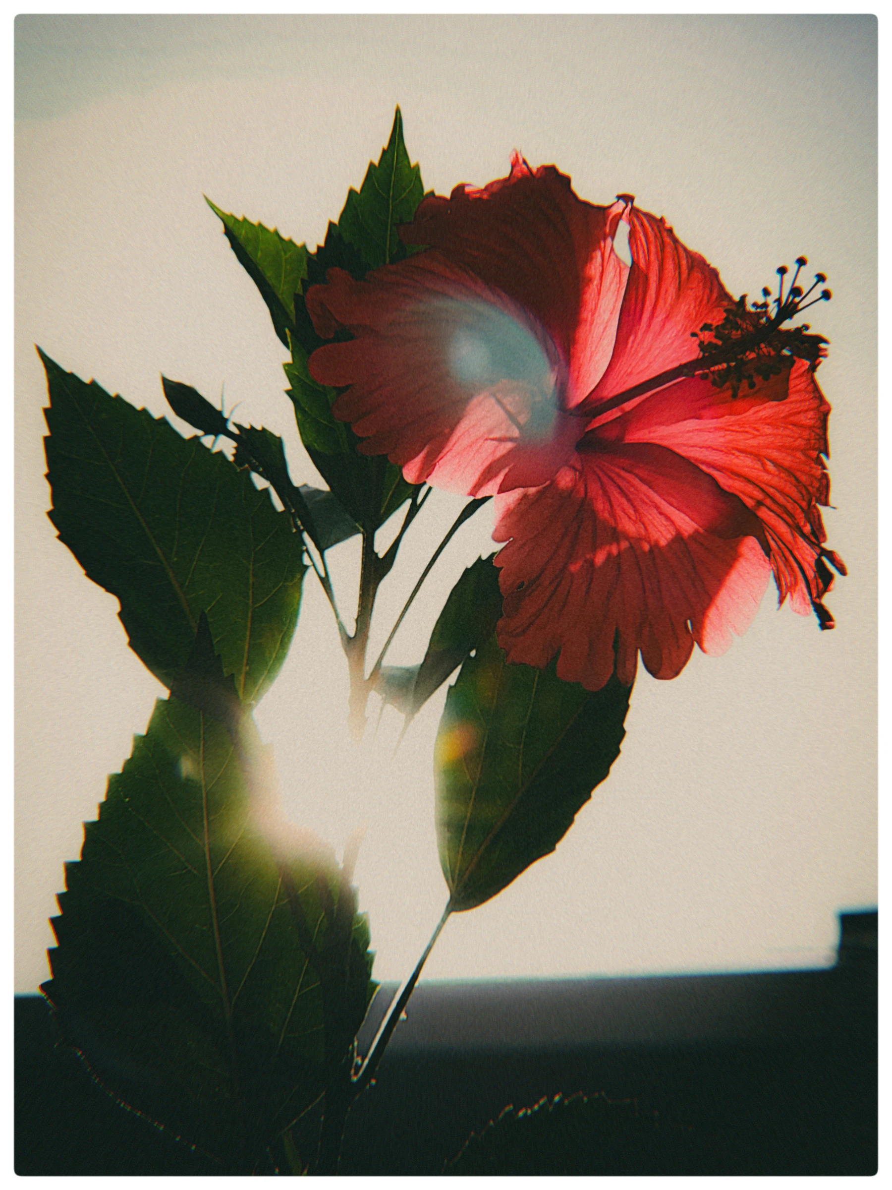 Photograph from the Botanicals collection