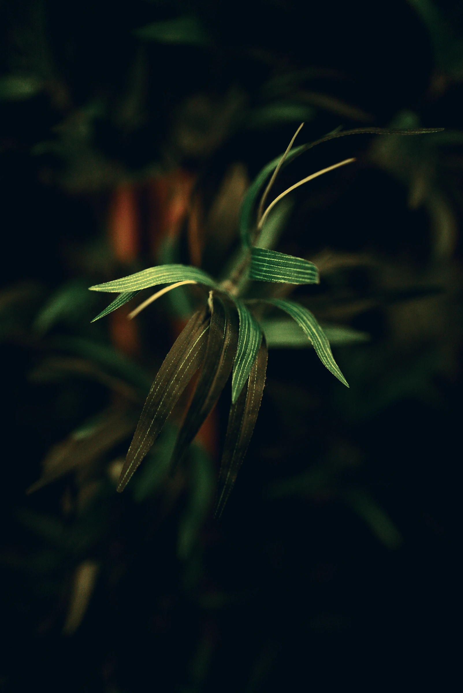 Photograph from the Botanicals collection
