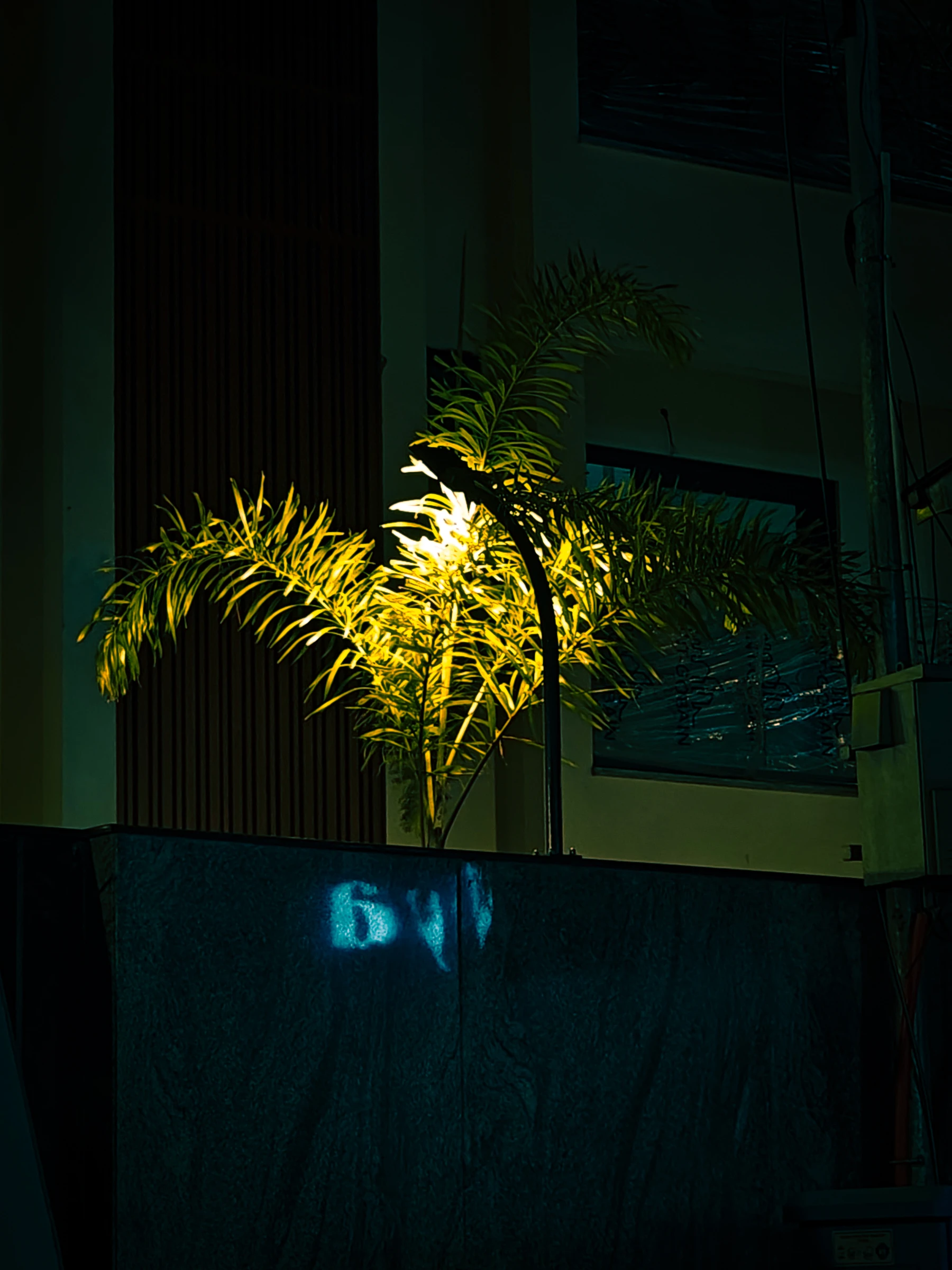 Photograph from the Botanicals collection