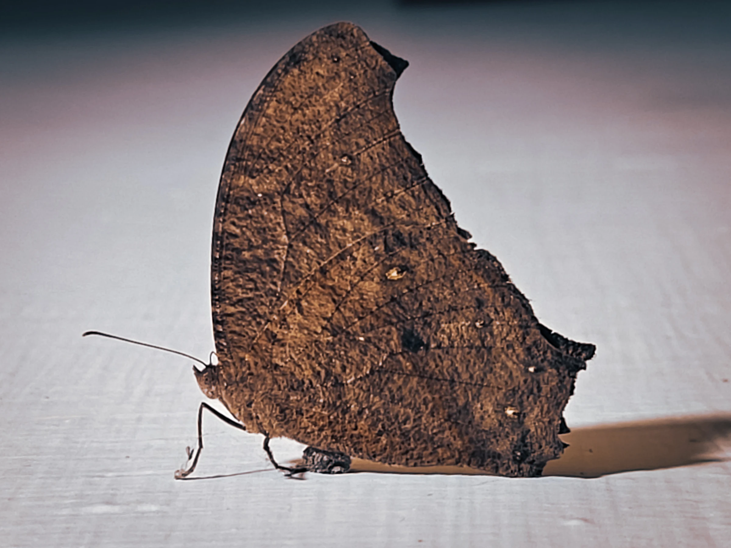Photograph from the Animals collection