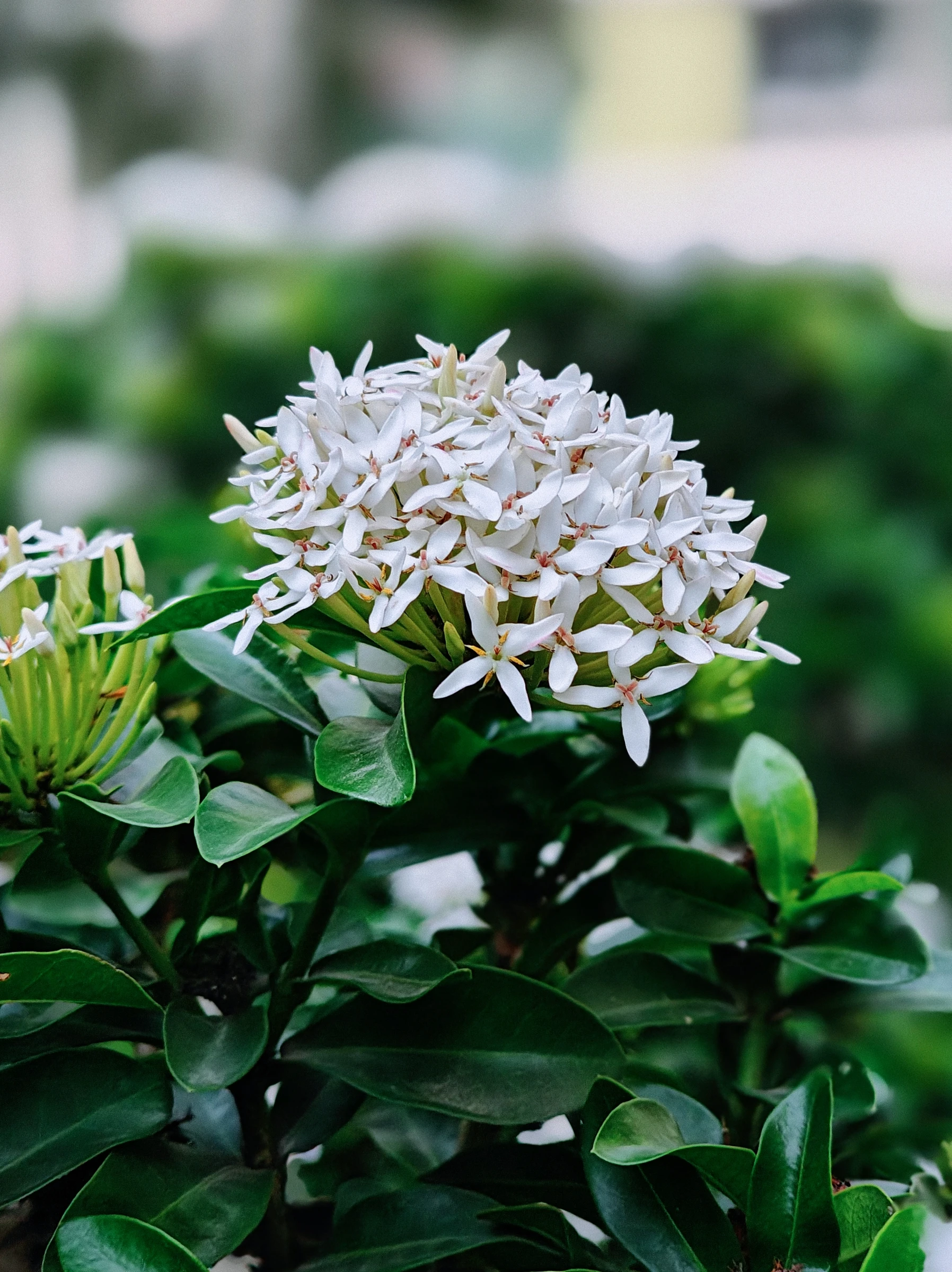 Photograph from the Botanicals collection
