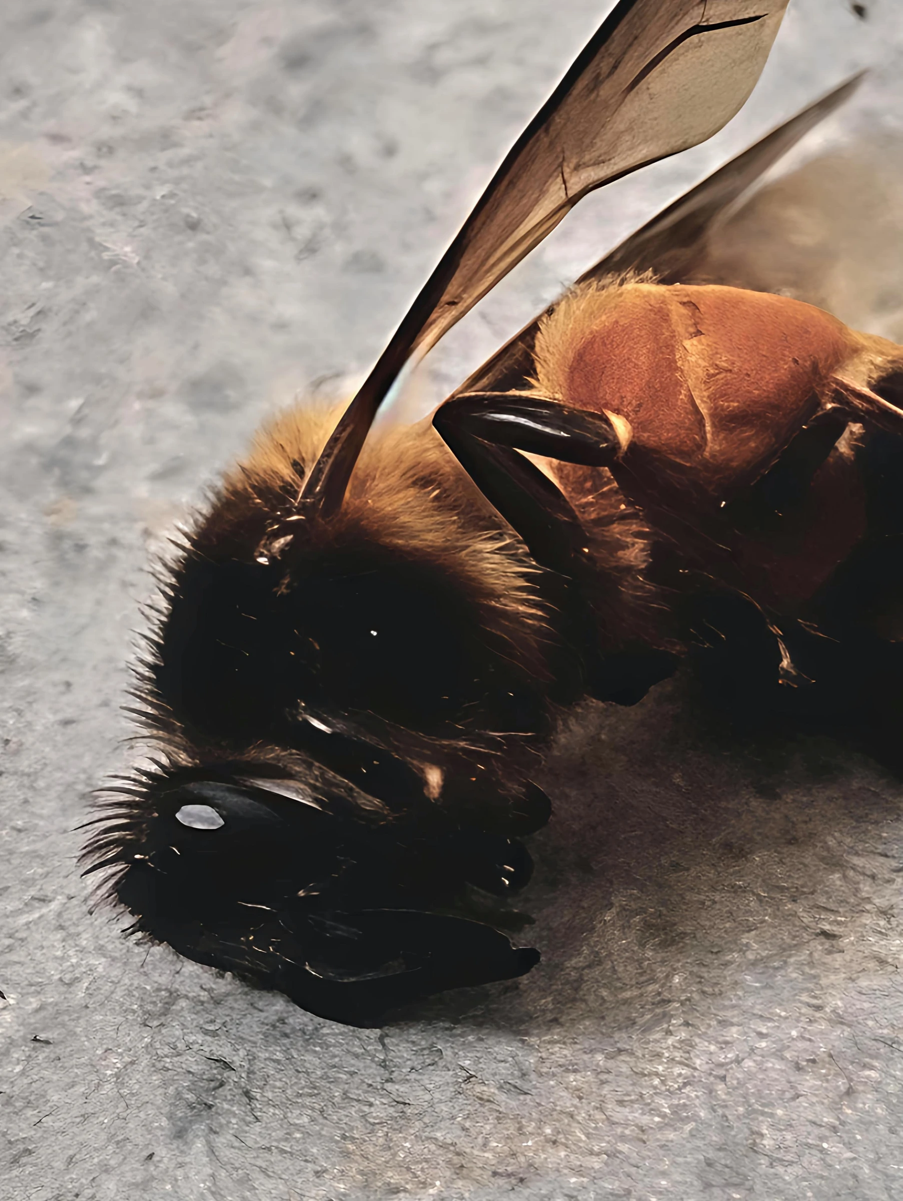 Photograph from the Animals collection