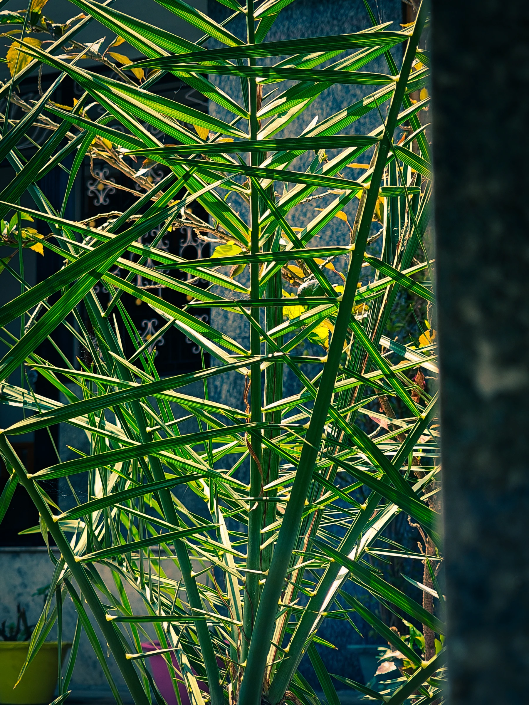 Photograph from the Botanicals collection