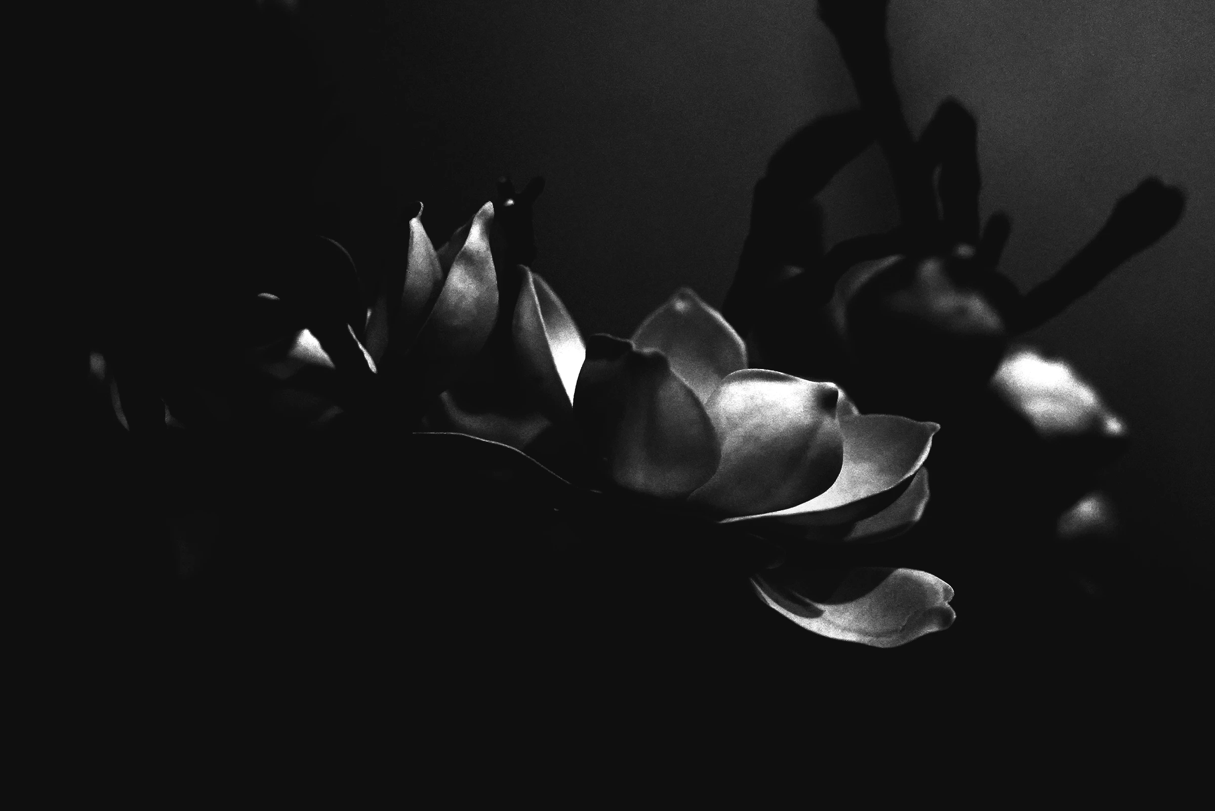 Photograph from the Botanicals collection
