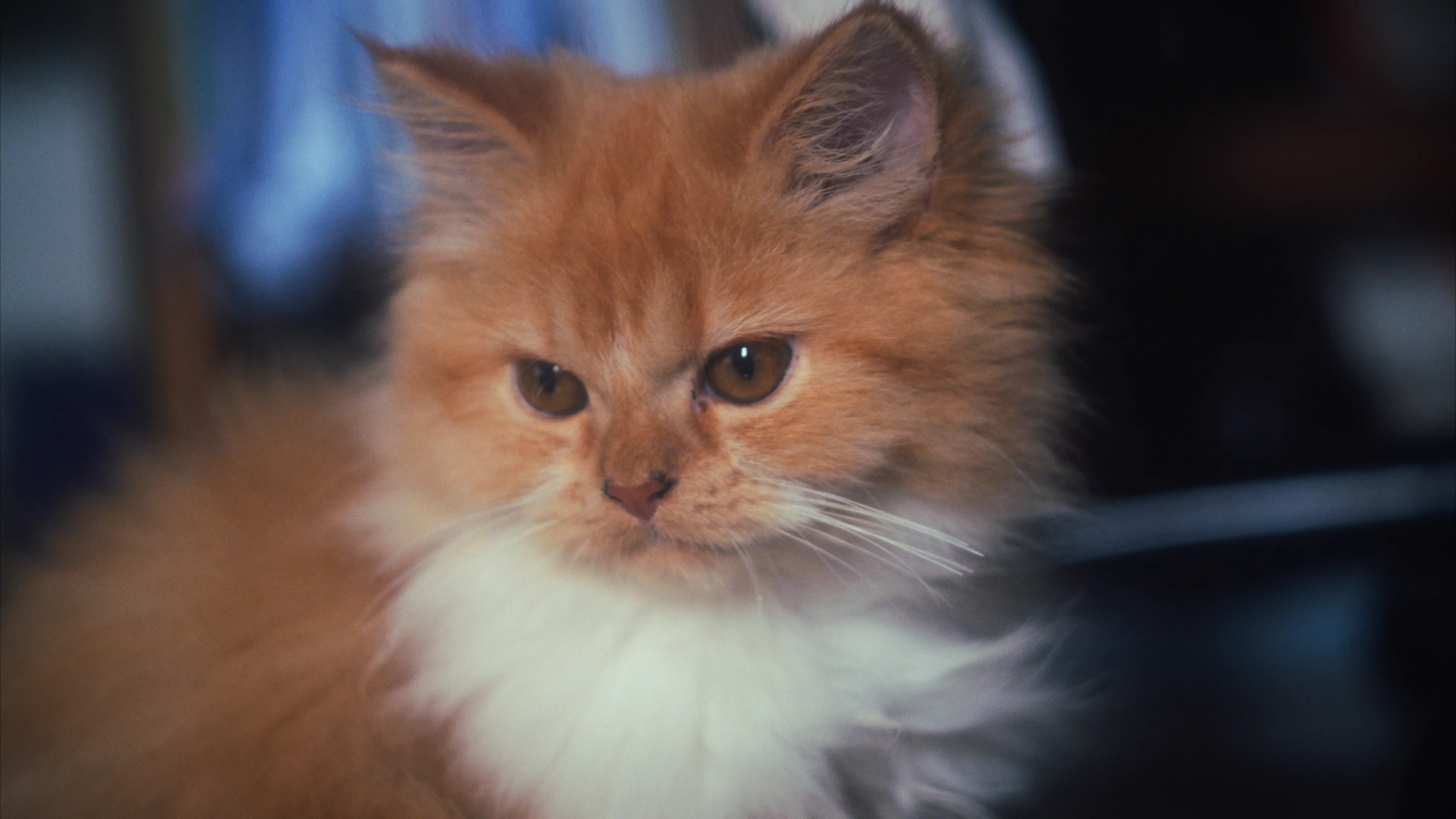 Photograph from the Animals collection